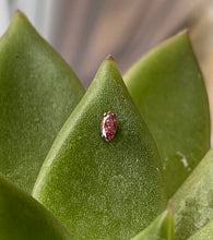 Load image into Gallery viewer, IS Odyssey Marquise Swarovski Gems